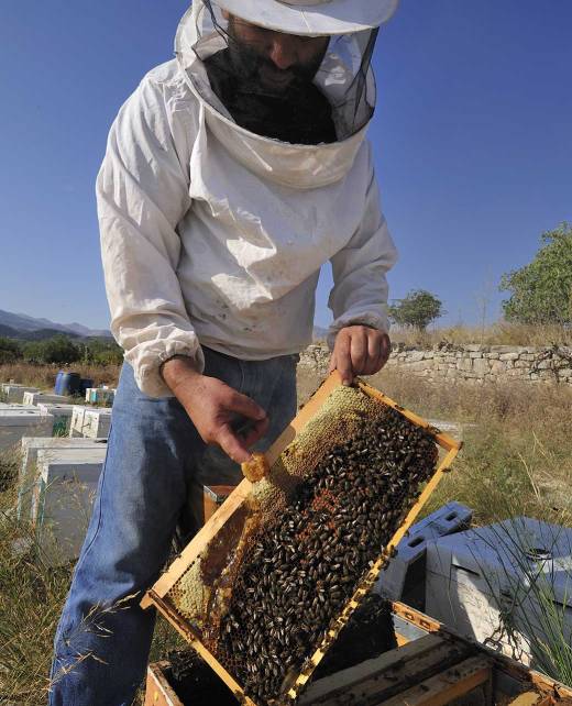 A beekeeper shows off a hive full of honey and bees.
