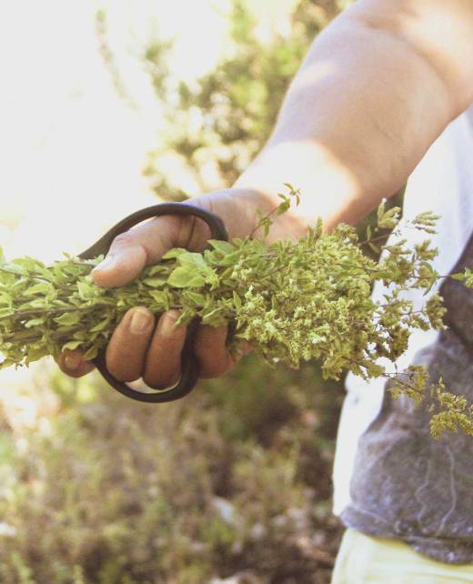 A man holding Cretan oregano in the countryside.