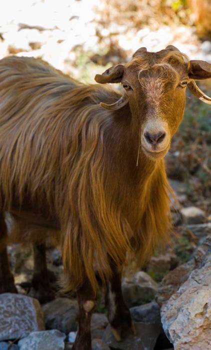 A goat inside Imbros Gorge.