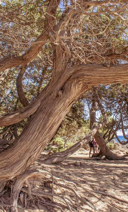 Beautiful cedar trees in Kedrodasos Beach.