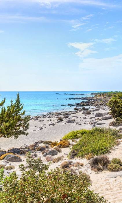 Trees and plants on the coast of Kedrodasos Beach.