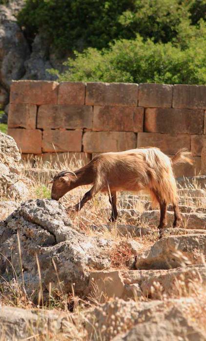 A goat at the Asclepion's ruins in Lissos.