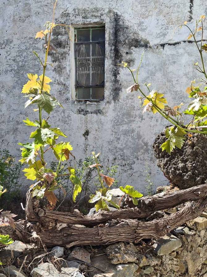 A house's window and some yellow flowers in Moni Village.