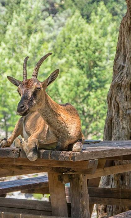 A cute goat sits on a wooden table at Samaria Gorge.