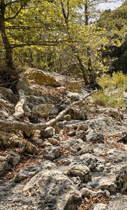 Rocks and tall trees in Topolia Gorge.