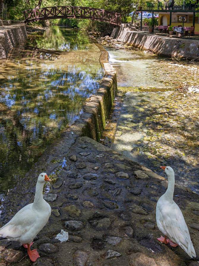 Two geese in the river of Vrysses.